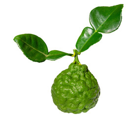 Bergamot fruit and leaf on white background. Clipping path.