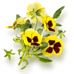 Fotobehang Isolated bouquet of yellow pansy flowers © Olga Mishyna