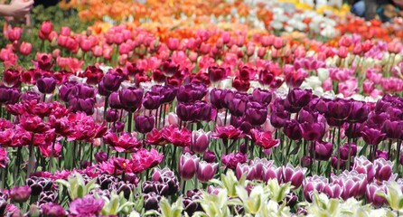 Nature photography -  of tulips