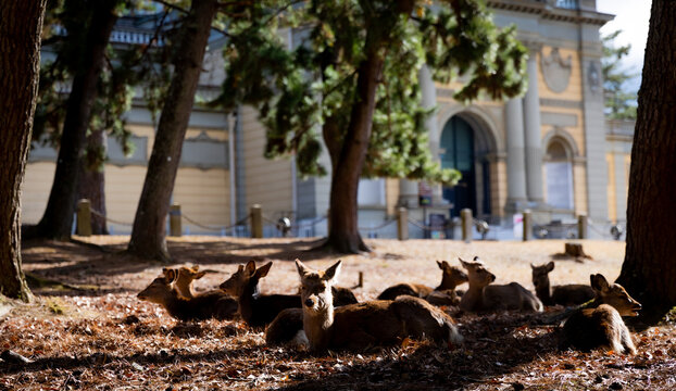 Traveling in the wonderland of the deers