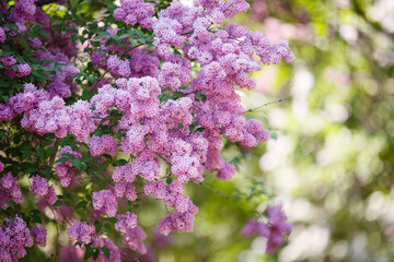 Lilac blooming. Bush of lilac in the garden. Backgtound of flowering lilac