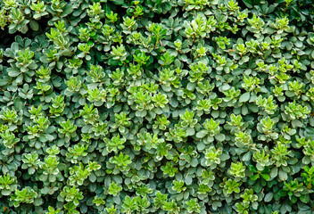 Texture from green plants. Greenery background. Texture from green wild plants. Greenery background. Wall surface from plants. 
