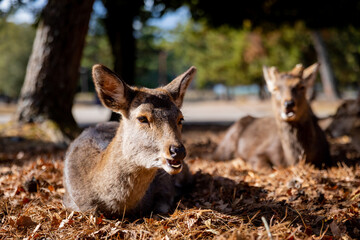 Traveling in the wonderland of the deers