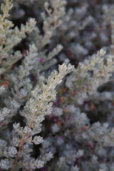 Texture from gray grass. Greenery background.