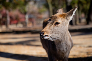 Traveling in the wonderland of the deers