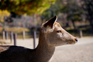 Traveling in the wonderland of the deers