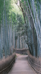 japanese bamboo forest with no people