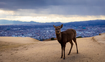 Traveling in the wonderland of the deers