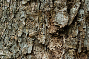 bark of a tree