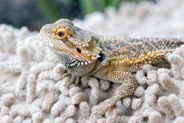 close up photo of bearded dragon, pet bearded dragon