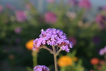 Closeup purple flowers in a field.