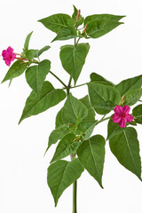 オシロイバナ 白背景