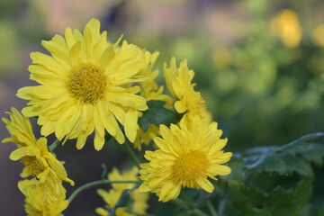 Colorful yellow and orange chrysanthemum flower .