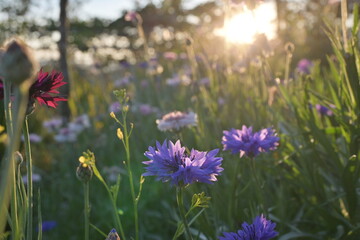 Purple flowers with the sunset.