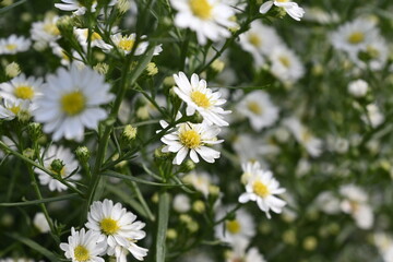 Closeup Margaret flower in the garden.