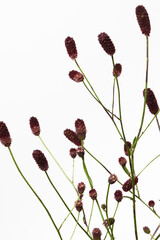 ワレモコウ 白背景