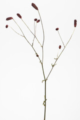 ワレモコウ 白背景