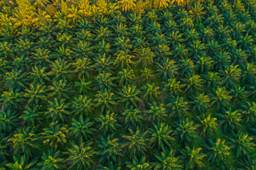 Aerial view Palm Oil Plantation Tree Background