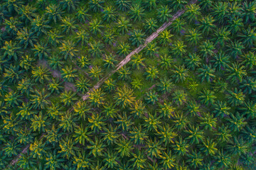 Aerial view Palm Oil Plantation Tree Background