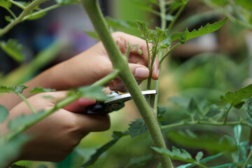 Prune the water shoots that grow between the stems and twigs of the tomato plant                     