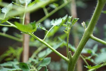 Prune the water shoots that grow between the stems and twigs of the tomato plant                     