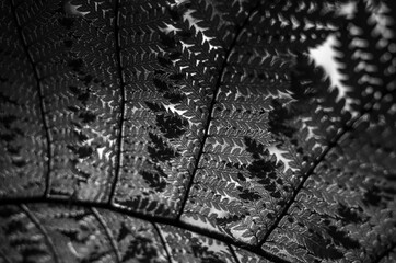 black and white fern leaves