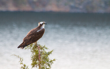 Osprey perched in juniper tree by lake