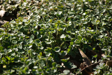 green grass in the sun