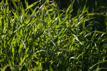 green grass in the wind