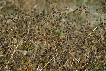 withered grass in the wind