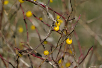 autumn leaves in the forest