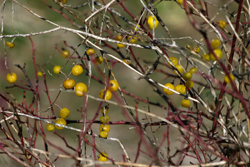 autumn leaves on a branch