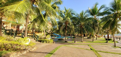 Fototapeta premium palm trees on the beach