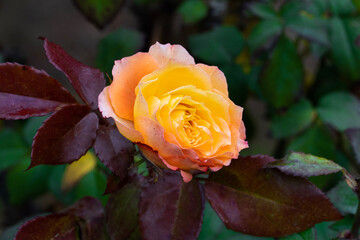 Glowing orange and yellow rose with drops in the winter