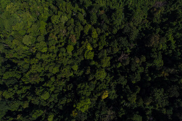 Aerial view tropical green mountain forest