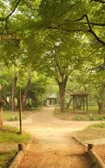 Forest and dirt road in Nami Island