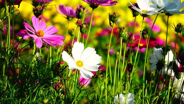 4K Cosmos Flowers Viewing at Guandu, Taipei in Taiwan. Farmers plant cosmos during the fallow period of rice. It can restore soil fertility and also be used as fertilizer. The beautiful scenery in aut