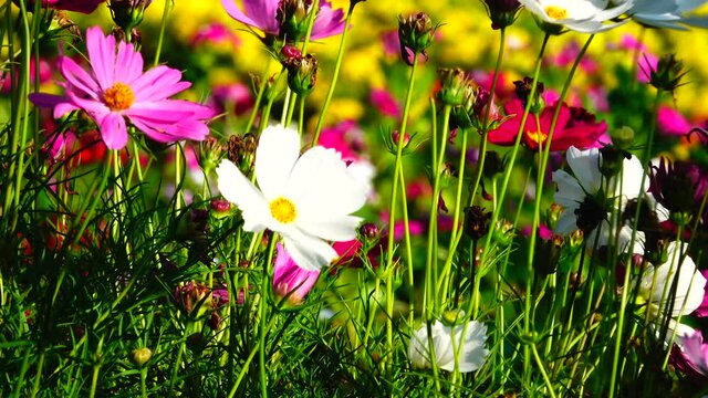 4K Cosmos Flowers Viewing at Guandu, Taipei in Taiwan. Farmers plant cosmos during the fallow period of rice. It can restore soil fertility and also be used as fertilizer. The beautiful scenery in aut
