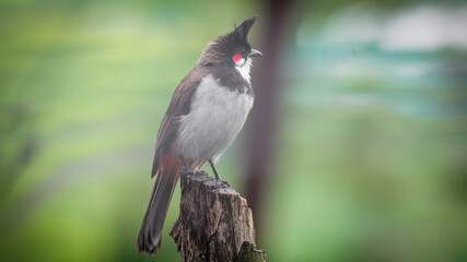 The Nilgiris Bird - Red-whiskered Bulbul