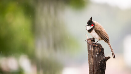 The Nilgiris Bird - Red-whiskered Bulbul