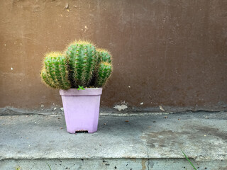 The cactus in pot put on floor with brow background