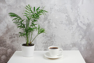 Cup of coffee and home plant in white pot on table agains gray stone wall. Copy space Minimal style. Concept coffee time. Front view