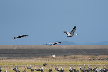 Fototapeta na wymiar Family of white-naped cranes flying with back of blue sky