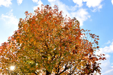 公園の紅葉した楓と青空を反射する池 Wall Mural Wallpaper Murals Masyok