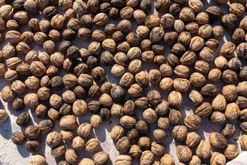 Walnut as background. Harvest from  garden