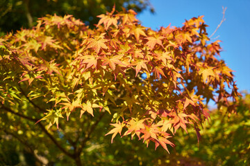 神奈川県　宮ヶ瀬　鳥居原園地の紅葉
