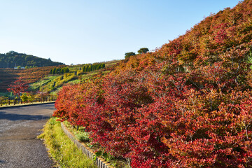 神奈川県　宮ヶ瀬　鳥居原園地のドウダンツツジ
