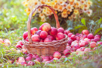 Basket with red apples in the grass in the garden