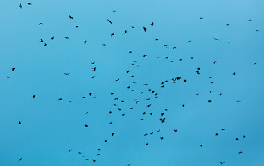 A flock of birds isolated on blue sky.