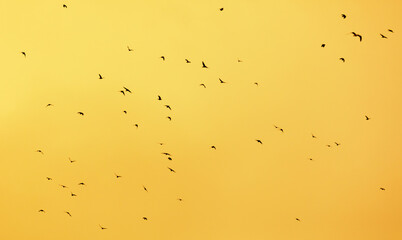 A flock of birds in the golden sky.